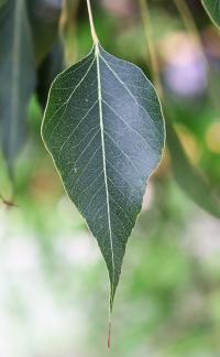 Brachychiton populneus image