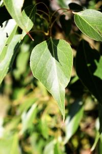 Brachychiton populneus image