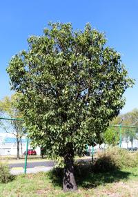 Brachychiton populneus image