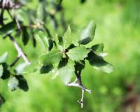 Quercus suber image