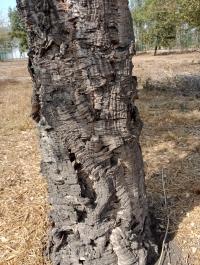 Quercus suber image