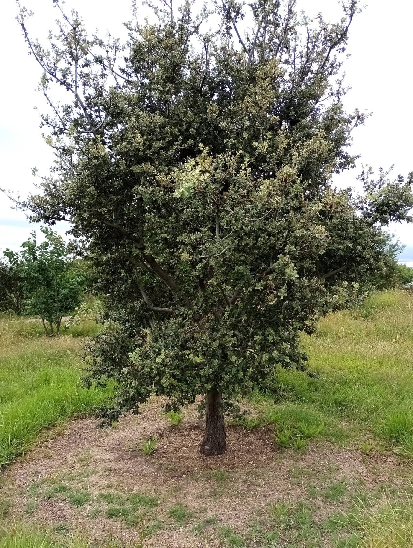 Quercus rotundifolia image