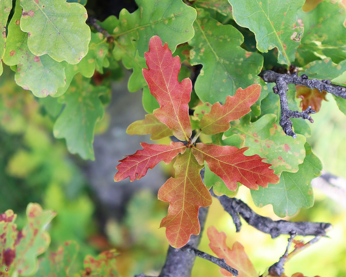 Quercus robur image