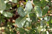 Quercus laceyi image