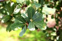 Quercus laceyi image