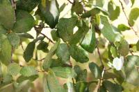 Quercus laceyi image