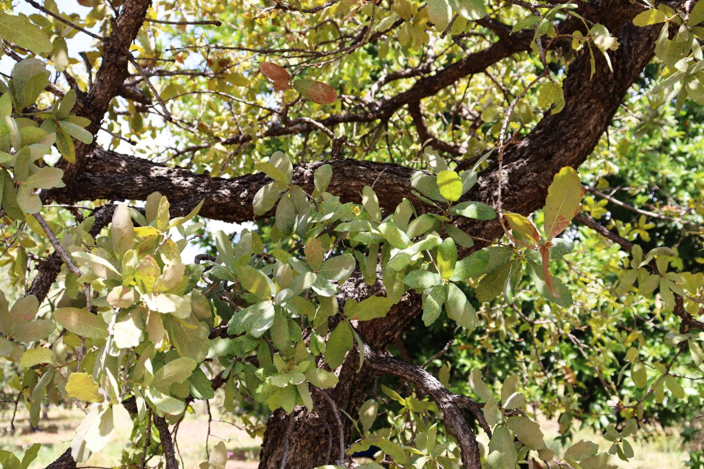 Quercus laceyi image