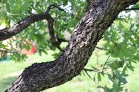 Quercus glaucoides image