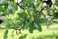 Quercus glaucoides image