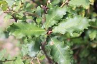 Quercus faginea subsp. faginea image