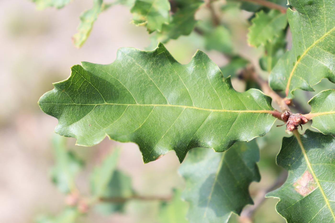 Quercus faginea subsp. faginea image