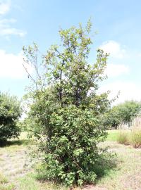 Quercus faginea subsp. faginea image