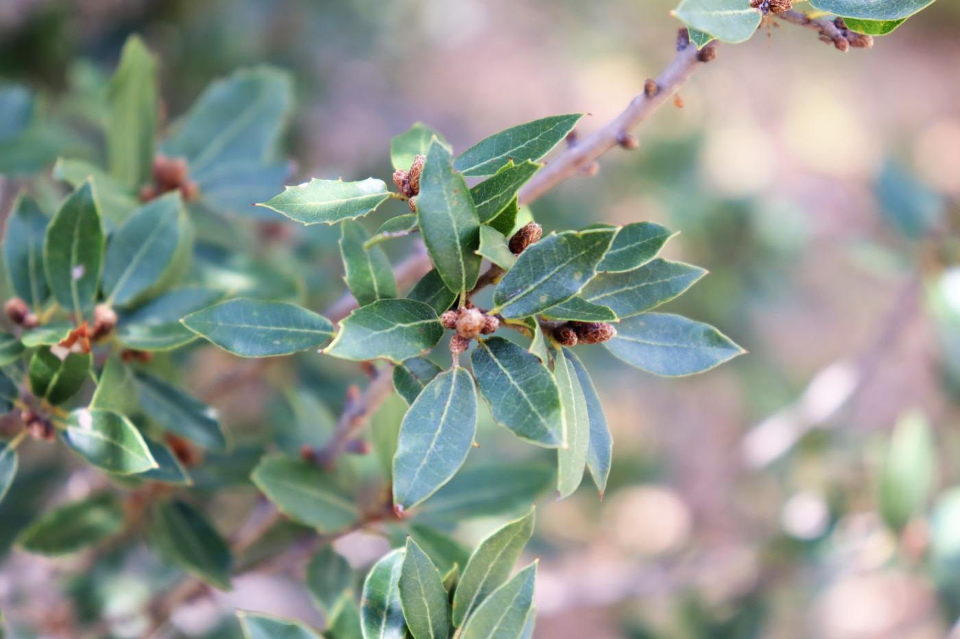 Quercus coccifera image