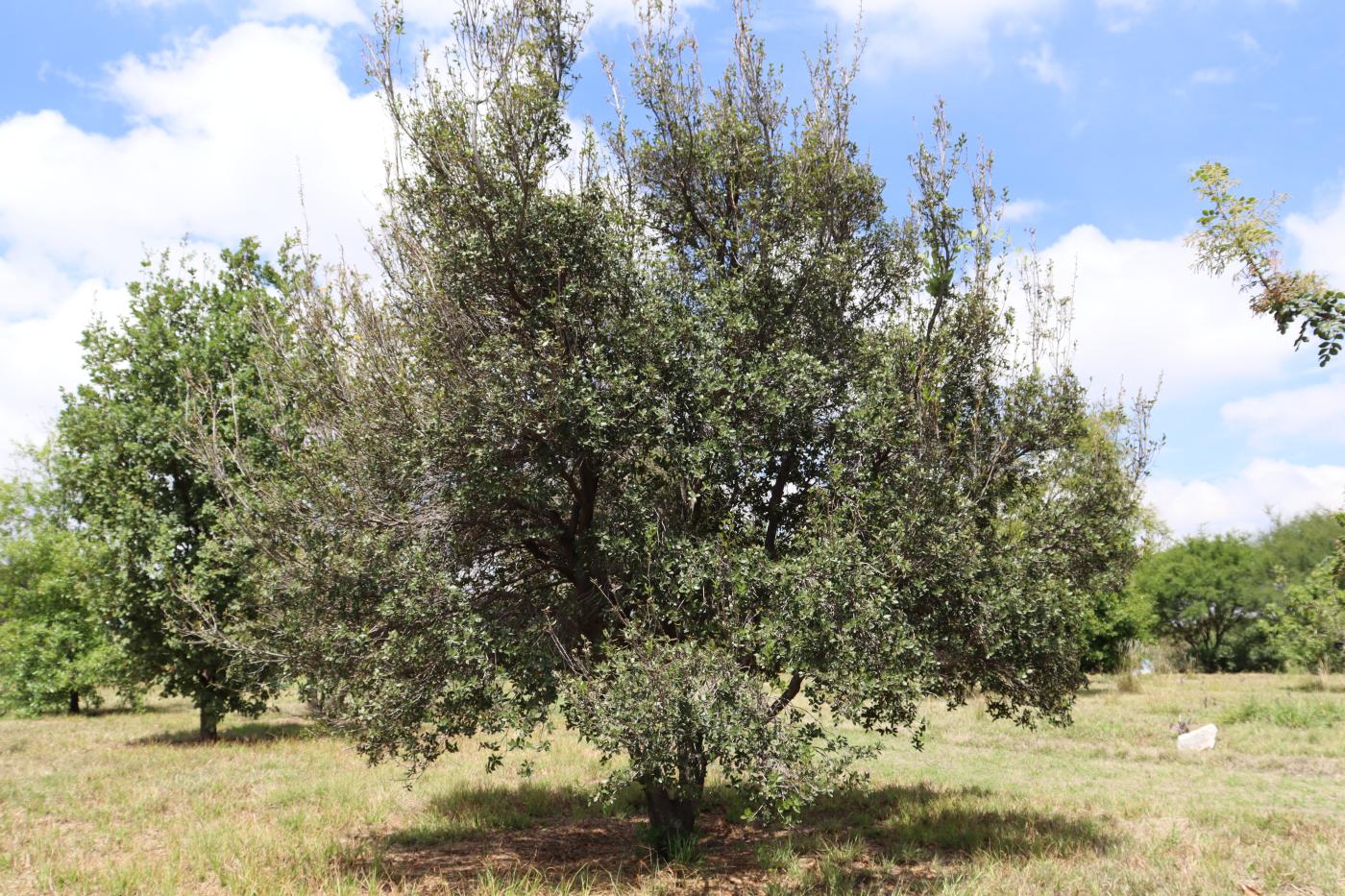 Quercus coccifera image