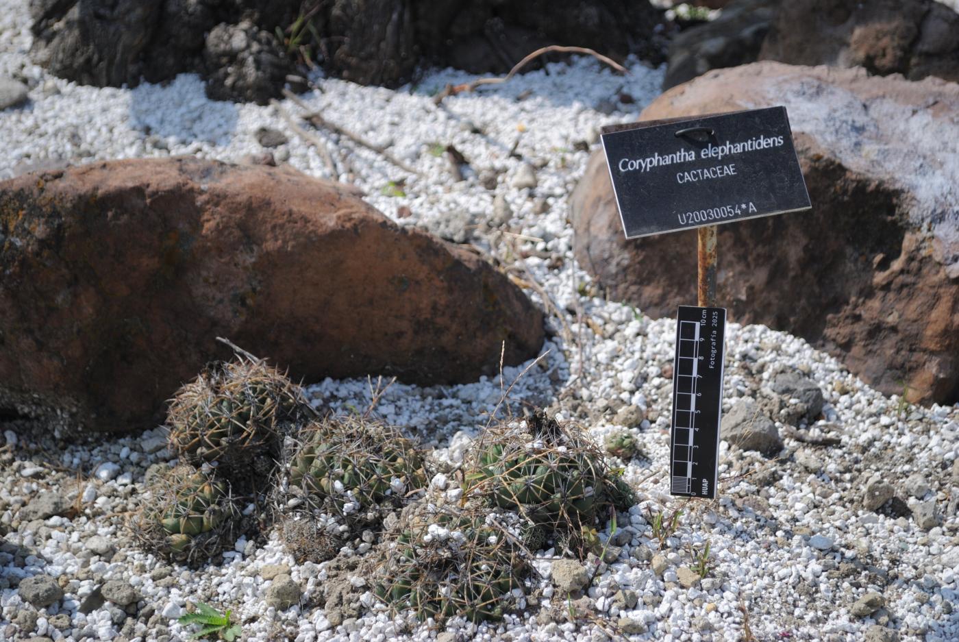 Coryphantha elephantidens subsp. elephantidens image