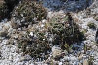 Coryphantha elephantidens subsp. elephantidens image