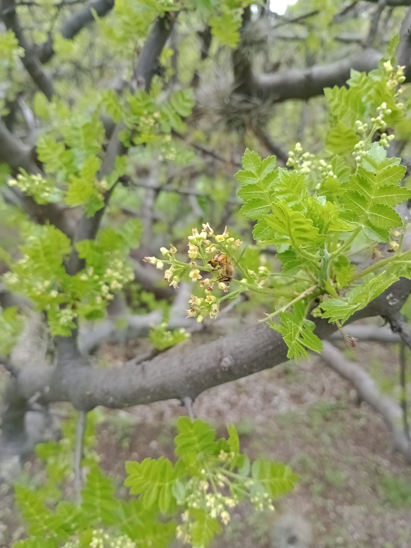 Bursera glabrifolia image