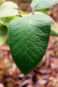 Buddleja cordata image