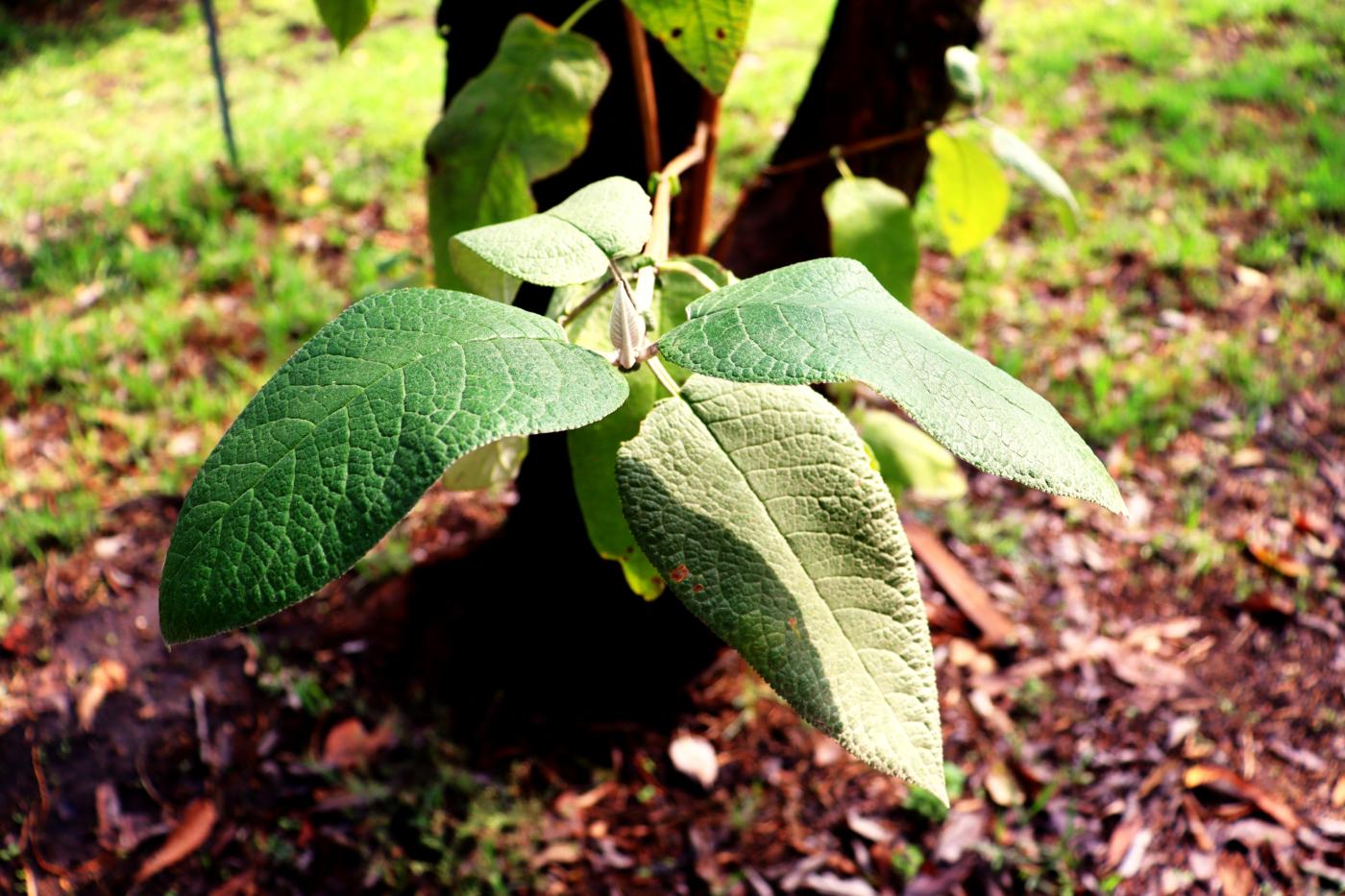 Buddleja cordata image