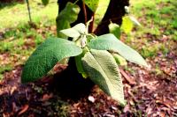 Buddleja cordata image