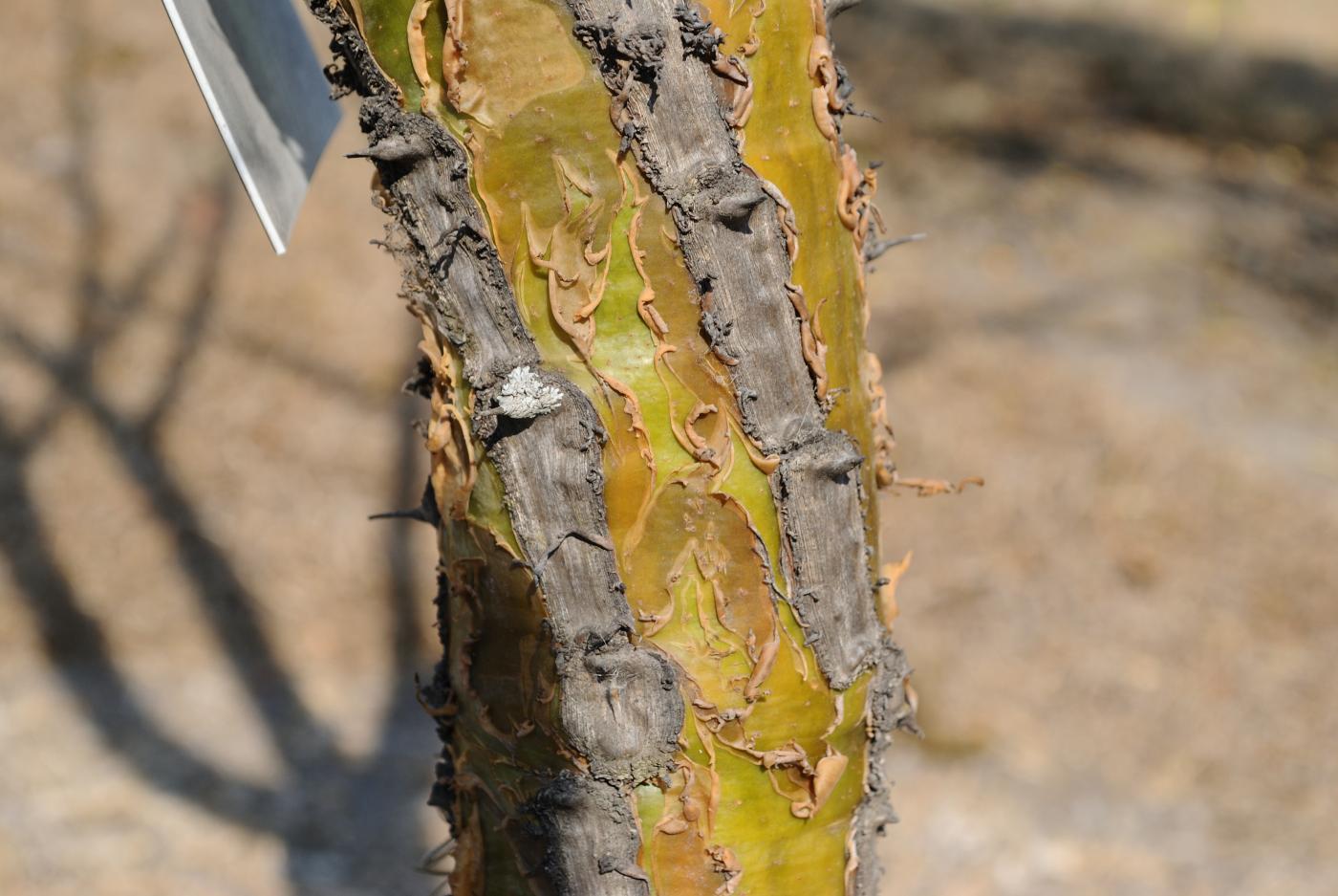 Fouquieria ochoterenae image