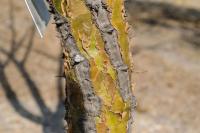 Fouquieria ochoterenae image