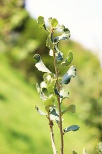 Quercus suber image