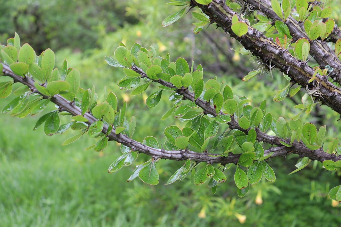 Fouquieria ochoterenae image