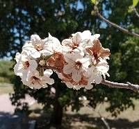 Cordia morelosana image