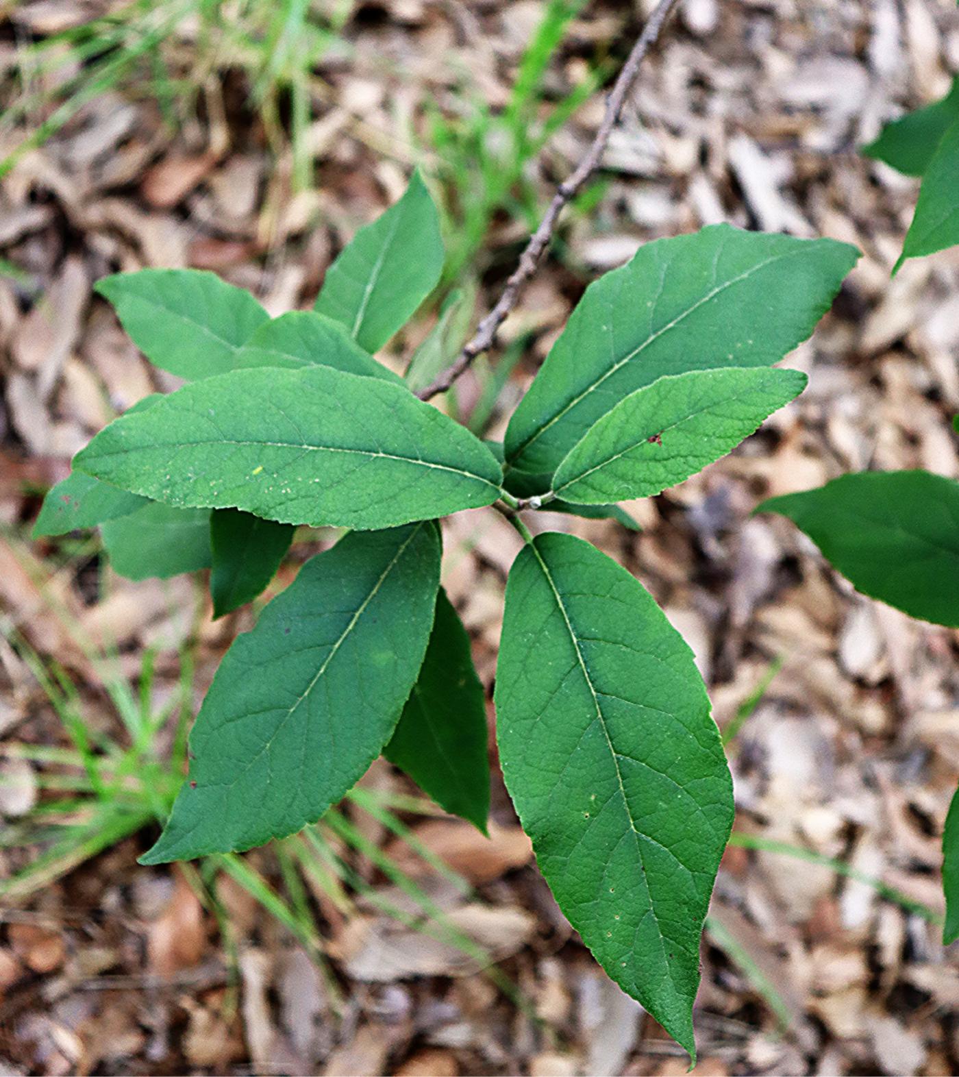 Ehretia latifolia image