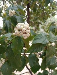 Ehretia latifolia image