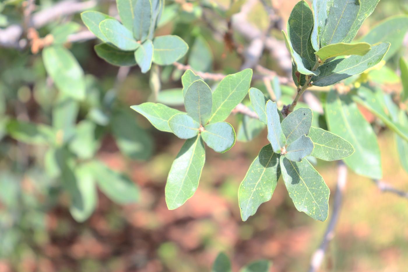 Quercus glaucoides image