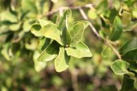 Quercus microphylla image