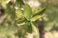 Quercus microphylla image
