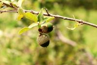 Quercus microphylla image
