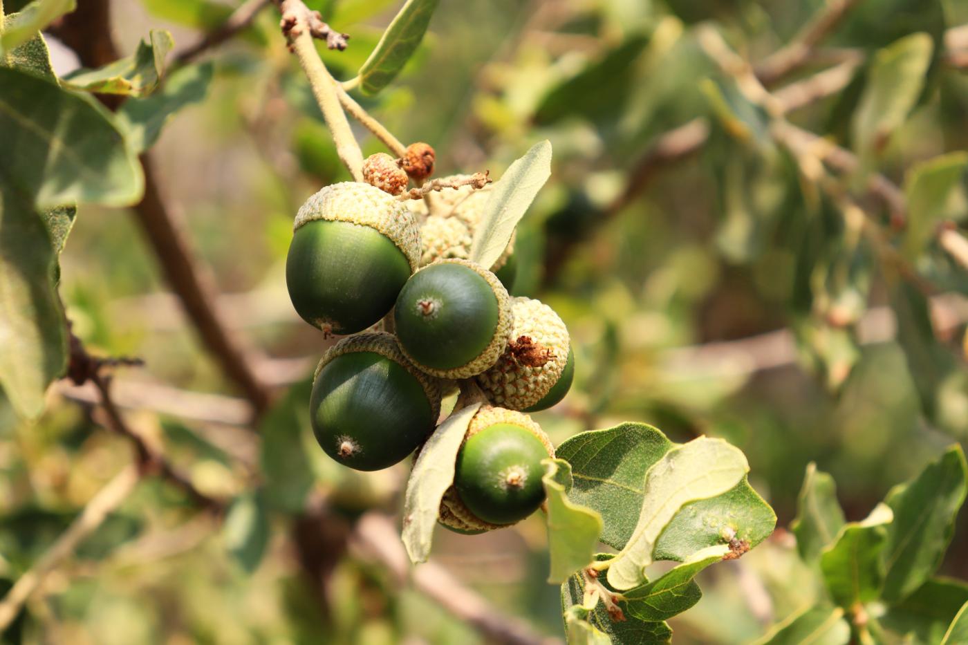 Quercus microphylla image