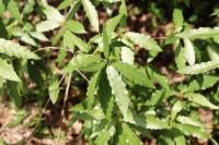 Quercus acutifolia image