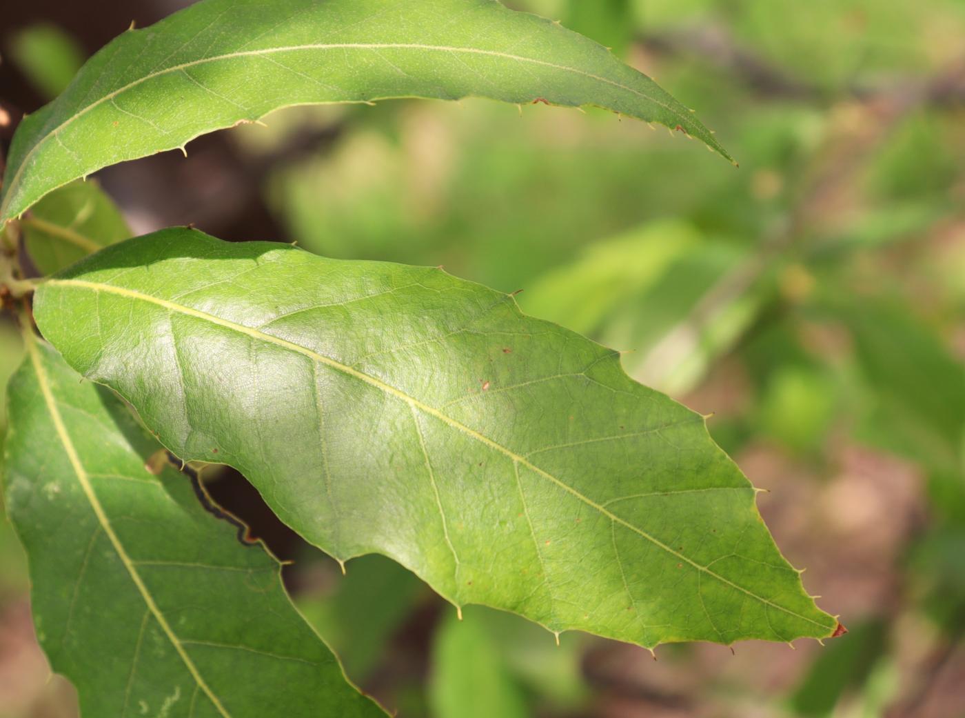 Quercus acutifolia image