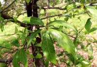 Quercus acutifolia image