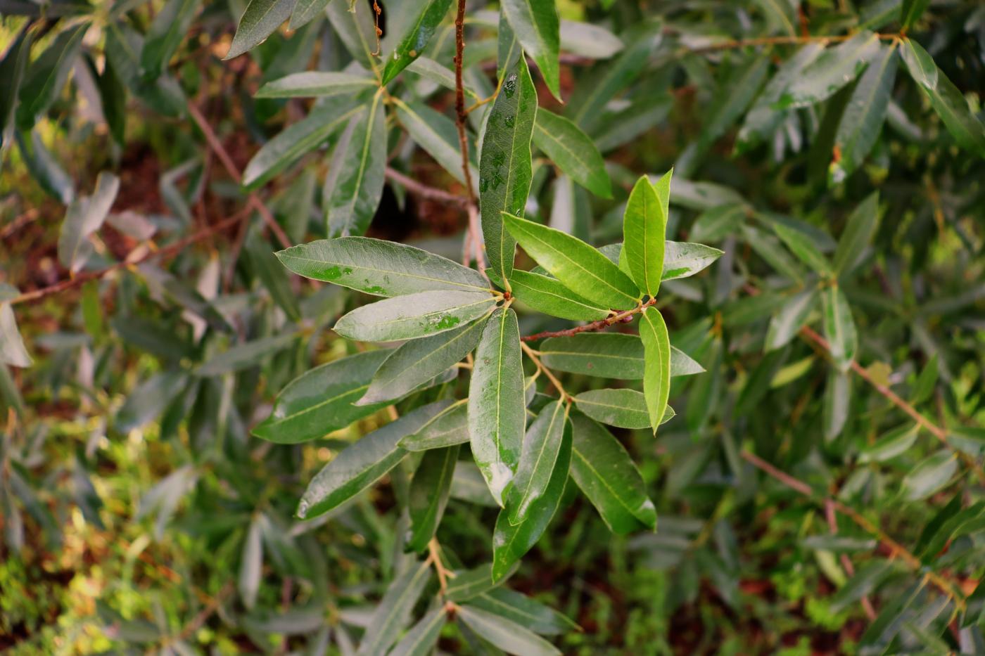 Quercus grahamii x Quercus mexicana image