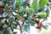 Quercus sebifera image