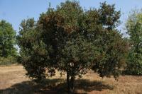 Quercus sebifera image