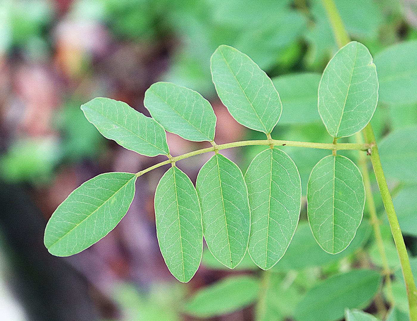 Harpalyce formosa image