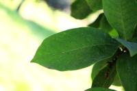 Quercus germana image