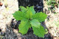 Quercus germana image