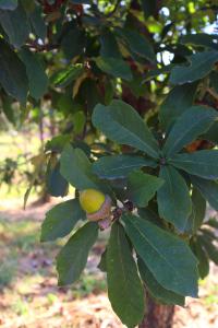 Quercus germana image