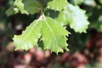 Quercus rugosa image