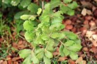 Quercus rugosa image