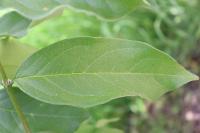 Bunchosia palmeri image