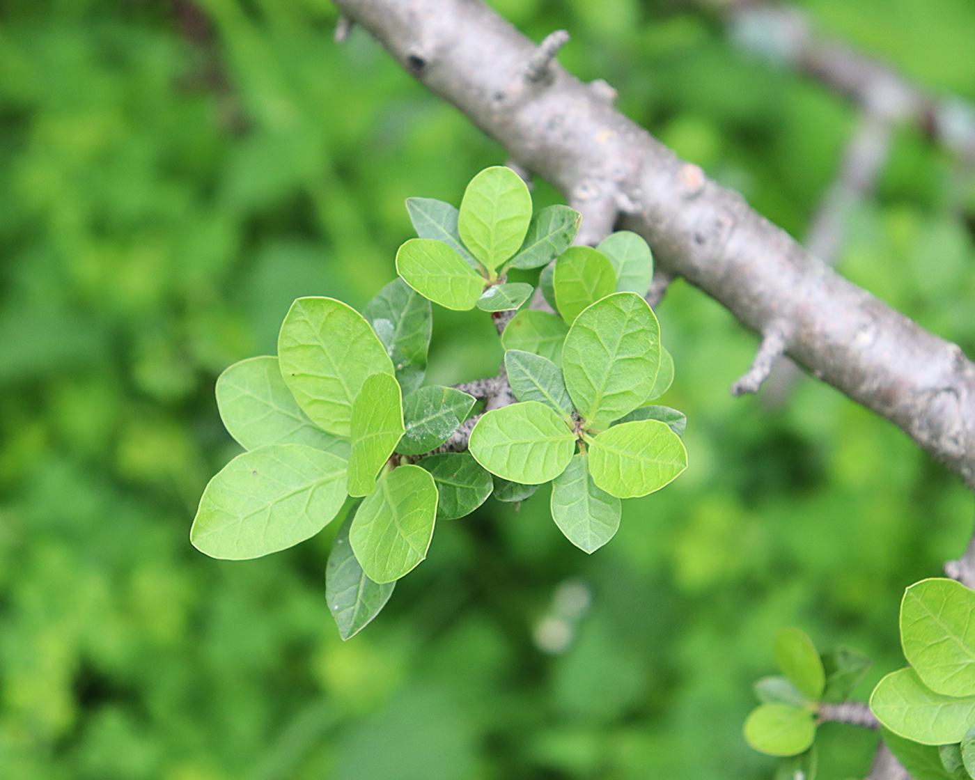 Bursera schlechtendalii image